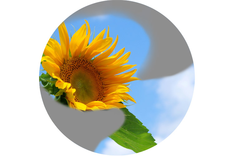 網膜静脈閉塞症のイメージ